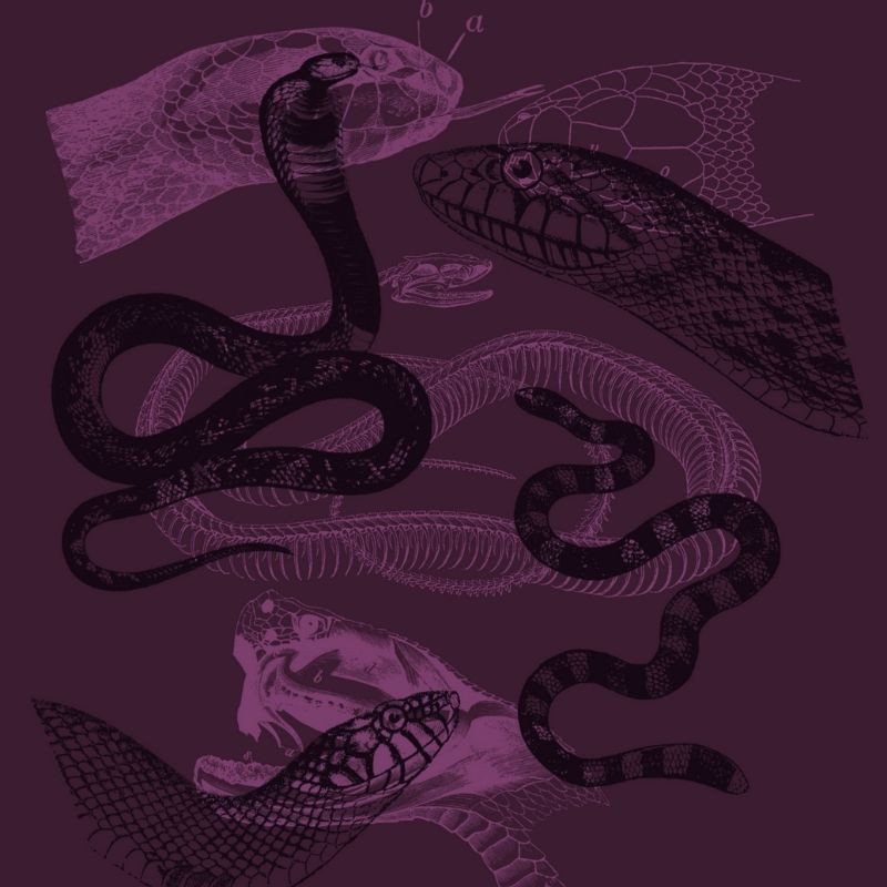 Imagen Camiseta Serpiente 2