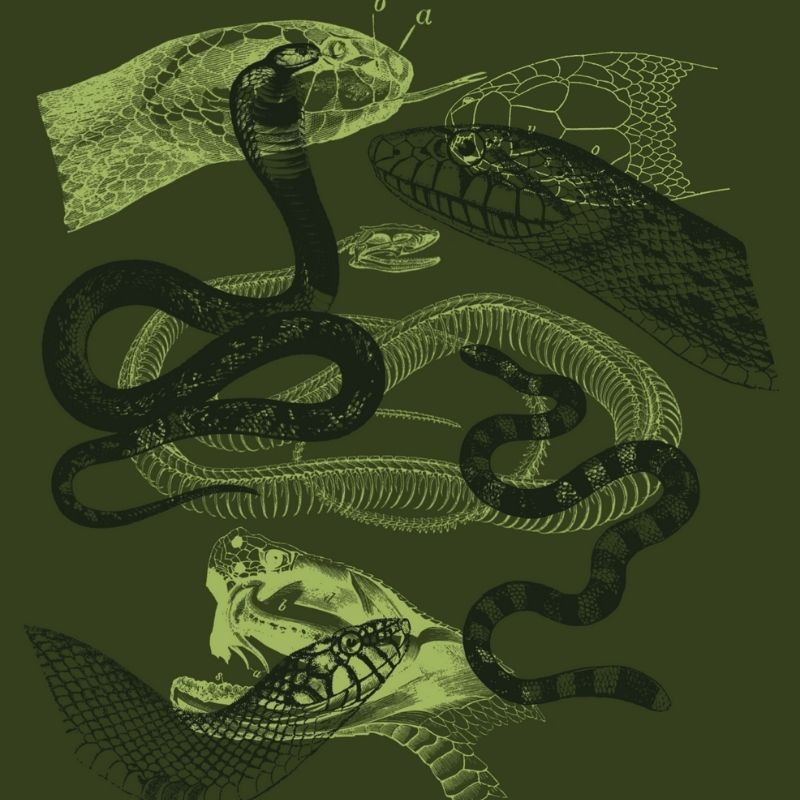 Imagen Camiseta Serpiente 4
